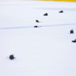 Why do Panthers fans throw plastic rats? Tradition explained